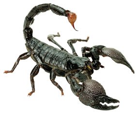 Eskorpioi azkarrak Eskorpioi azkarrak