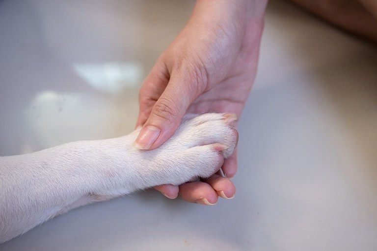 Espainian etxe-animaliak jada ez dira gauzak izango legearen aurrean Espainian etxe-animaliak jada ez dira gauzak izango legearen aurrean