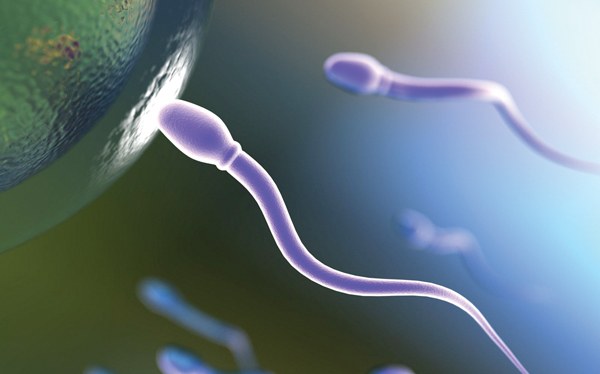 Espermatozoideak gainbeheran? Espermatozoideak gainbeheran?