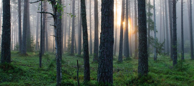 Eta zuk, ze koloretako basoak nahi dituzu? Eta zuk, ze koloretako basoak nahi dituzu?