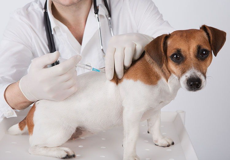 Etxe-animaliak, antitxerto mugimenduen kaltetu berriak Etxe-animaliak, antitxerto mugimenduen kaltetu berriak