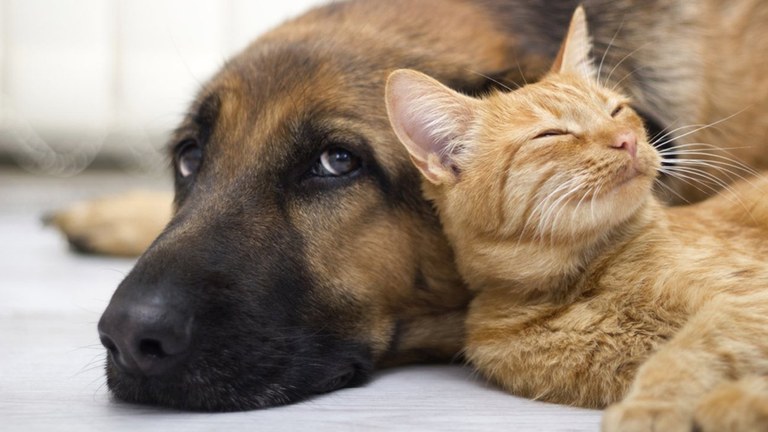 Etxea utzi eta trukean etxeko animaliak zaindu Etxea utzi eta trukean etxeko animaliak zaindu