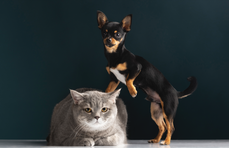 Etxeko animaliak babesteko euskal legea martxan da Etxeko animaliak babesteko euskal legea martxan da