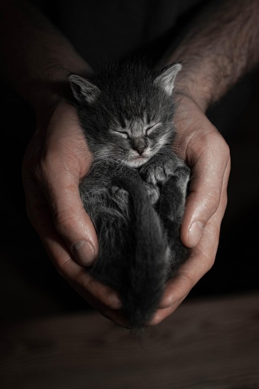 Etxeko animaliekiko tratu txarrak pista izan litezke genero indarkeria kasuak antzemateko Etxeko animaliekiko tratu txarrak pista izan litezke genero indarkeria kasuak antzemateko