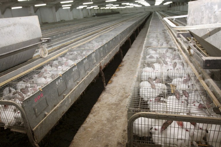 Europak animaliak kaioletan haztea debekatuko du