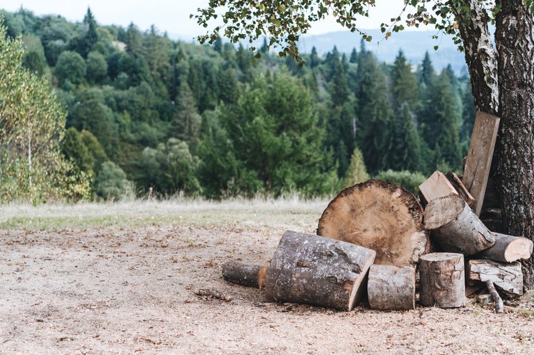 Europar Batasunak deforestazioaren errudun diren ondasunak inportatzea debekatu du Europar Batasunak deforestazioaren errudun diren ondasunak inportatzea debekatu du