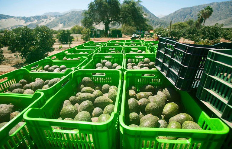 exportacion_aguacate_hass.jpg