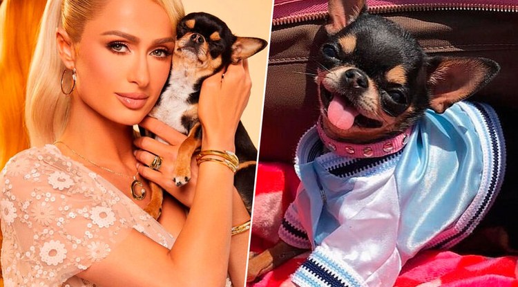 Famatuen artean ugaritzen ari den joera: etxeko animalien klonazioa