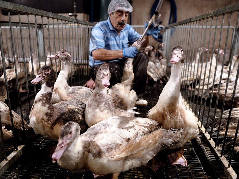 'Foie-gras'-a debekatzeko bidean 'Foie-gras'-a debekatzeko bidean