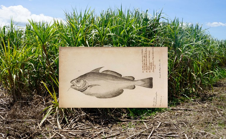 Fotograma video Cañaveral (2023).jpg