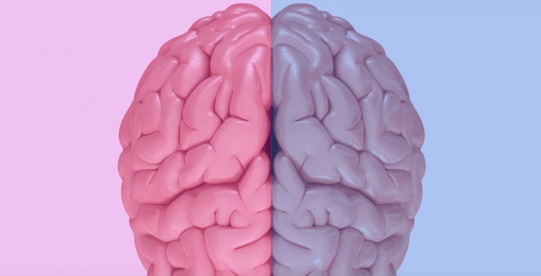 Garun maskulino eta femeninoa existitzen al dira? Neurozientziak ezetz dio Garun maskulino eta femeninoa existitzen al dira? Neurozientziak ezetz dio