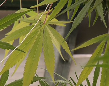 Gipuzkoa, Bizkaia eta Arabako 10.000 nerabek kontsumitzen dute haxixa edo kalamua Gipuzkoa, Bizkaia eta Arabako 10.000 nerabek kontsumitzen dute haxixa edo kalamua