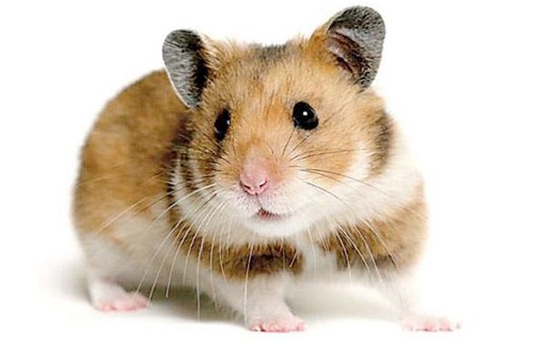 Hamsterrak etxeari su! Hamsterrak etxeari su!