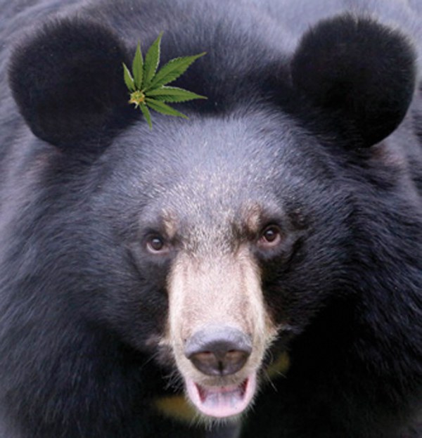 Hartzak, marihuana zaintzen Hartzak, marihuana zaintzen