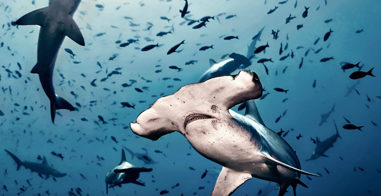 Hawaiiek marrazoen arrantza debekatu du