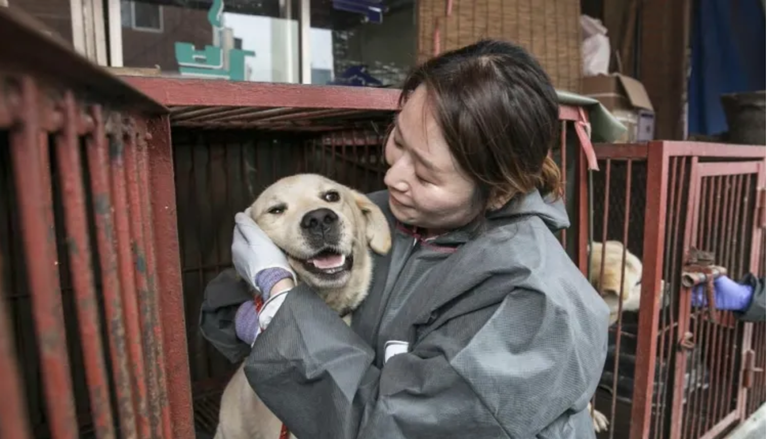 Hego Korea txakur haragia debekatzea pentsatzen ari da