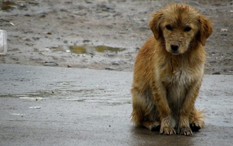 perros-callejeros-744x465.jpg