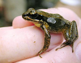 Igela kantariak Igela kantariak