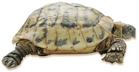 Ikara lainoartean Ikara lainoartean