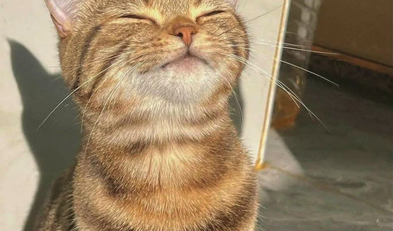 Ikerketa baten arabera, katuek ia 300 aurpegi-keinu dituzte