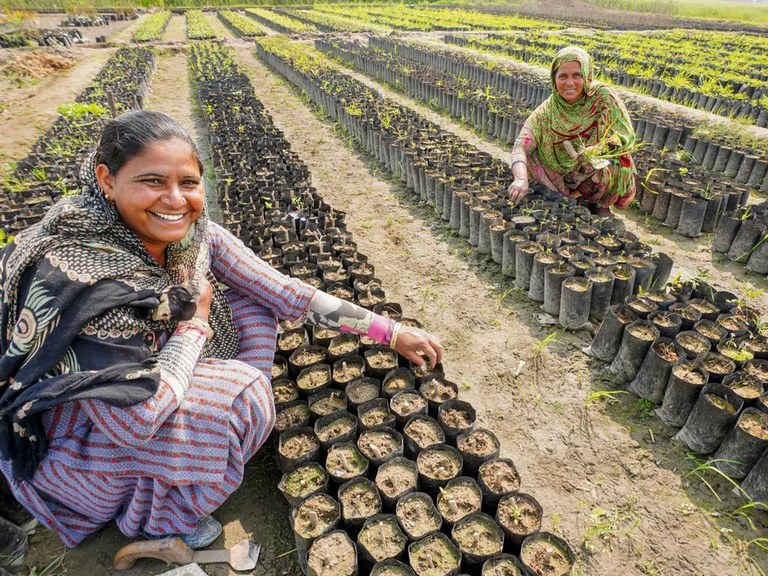 Indiak zedarri bat ezarri du: 1.5 milioi zuhaitz landatu ditu