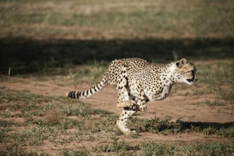 Indian gepardoak berriz ere, 70 urte desagertuak egon ondoren Indian gepardoak berriz ere, 70 urte desagertuak egon ondoren