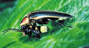 Ipurtargi harrapariak Ipurtargi harrapariak