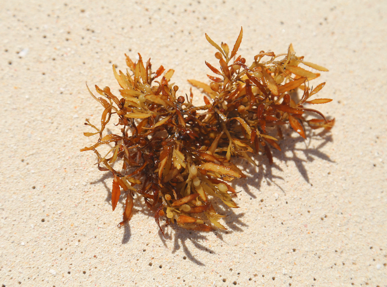 Itsaso-algekin sortutako plastikozko bilgarri biodegradagarria