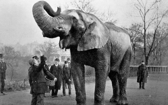 jumbo 2.jpg