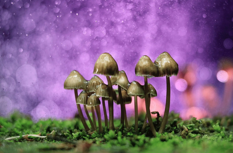 Kanadak droga psikodelikoak osasun mentala tratatzeko erabiltzea onartu du Kanadak droga psikodelikoak osasun mentala tratatzeko erabiltzea onartu du