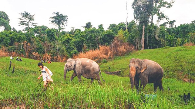Kowabunga-Ecoproject-conservacion-elefantes-Camboya_EDIIMA20190513_0814_1.jpg
