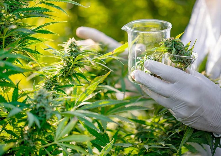 Kannabisak minbiziaren zelulak hil ditzake Kannabisak minbiziaren zelulak hil ditzake