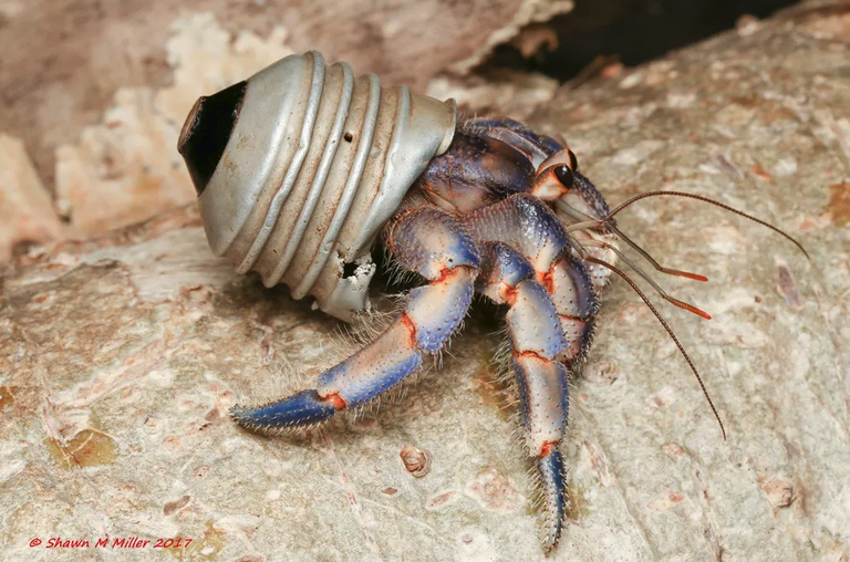 Karramarro ermitauak bizileku berriak aurkitu ditu plastikoaren garaian Karramarro ermitauak bizileku berriak aurkitu ditu plastikoaren garaian