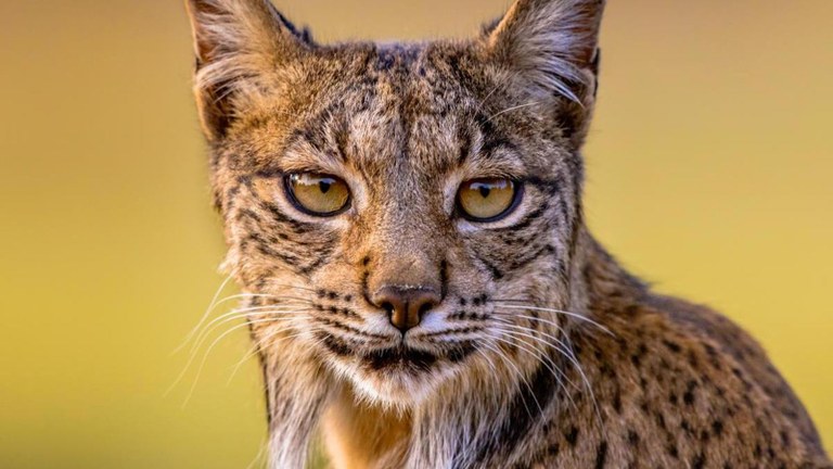 Katamotz iberiarra desagertze arriskuan dauden animalien kategoriatik atera da Katamotz iberiarra desagertze arriskuan dauden animalien kategoriatik atera da