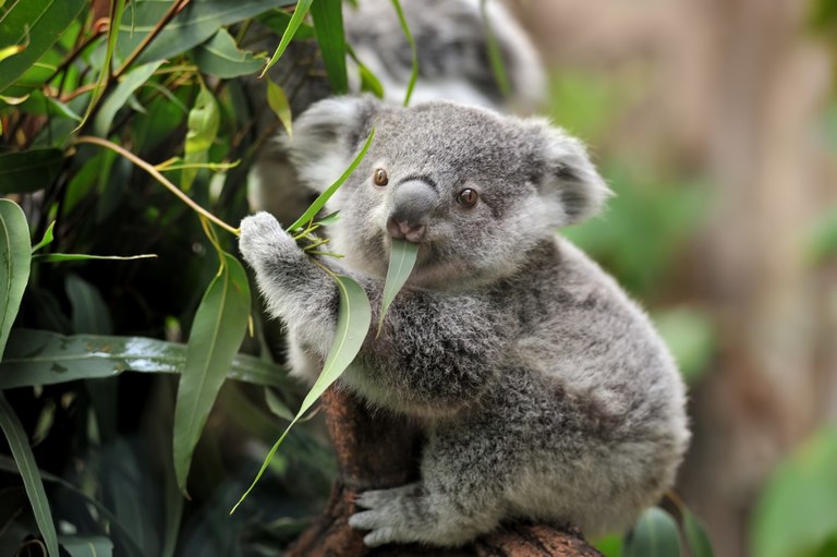 Koala, ofizialki, desagertzeko arriskuan Koala, ofizialki, desagertzeko arriskuan
