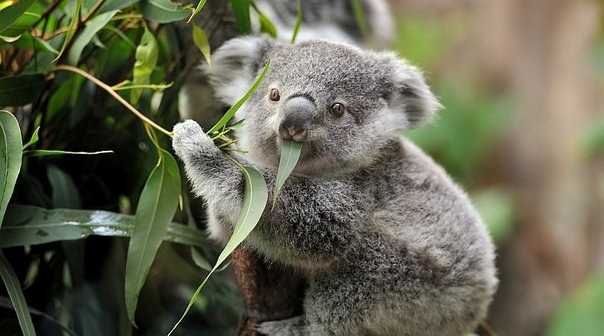 Koalak, desagertzeko zorian egun batetik bestera Koalak, desagertzeko zorian egun batetik bestera
