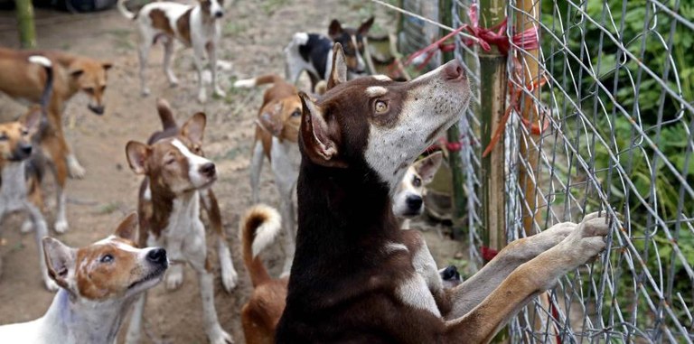 Konfinamendu osteko beste gaitza: animalien abandonuen gorakada Konfinamendu osteko beste gaitza: animalien abandonuen gorakada