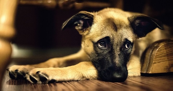 Konfirmatuta, zure txakurrak dena ulertzen du Konfirmatuta, zure txakurrak dena ulertzen du