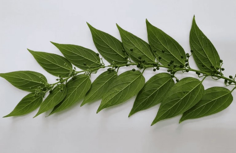 Landare erabat ezberdin baten barruan CBDa aurkitu dute