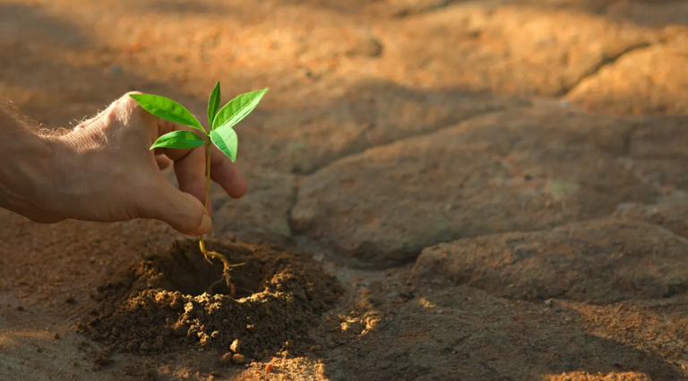 Lur lehorrak basoberritzeko sistema garatu dute
