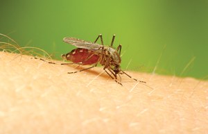 Malariaren eltxoak nahiago ditu garagardozaleak Malariaren eltxoak nahiago ditu garagardozaleak
