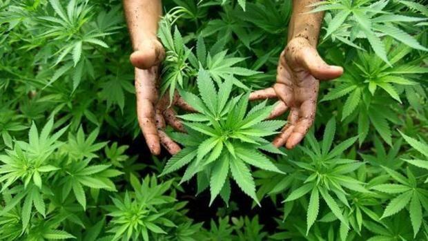Marihuana landatzen irakasten duen unibertsitatea Marihuana landatzen irakasten duen unibertsitatea