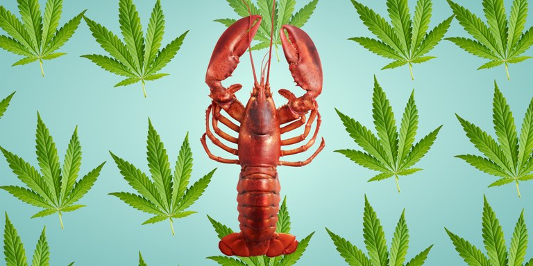 Marihuana otarrainentzat Marihuana otarrainentzat