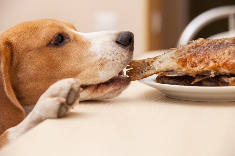 consejos-para-ensenar-perro-a-no-robar-comida.jpg