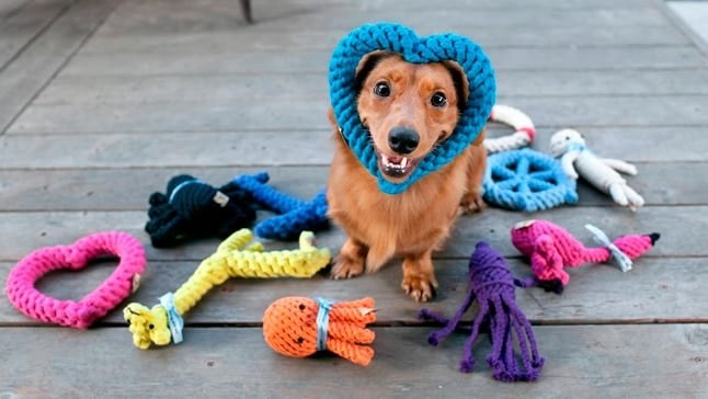 perro-cpm-juguetes.jpg
