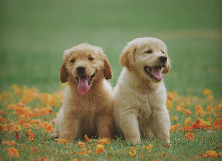 Maskotaren Jaia egingo dute igandean Gasteizen