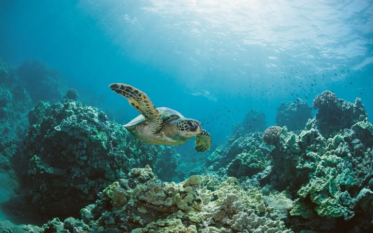 Mendea amaitzean habitat naturalen %23 ez da existituko Mendea amaitzean habitat naturalen %23 ez da existituko