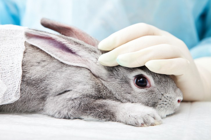 Europan milioitik gora sinadura jaso dira animaliekin esperimentatzearen aurka Europan milioitik gora sinadura jaso dira animaliekin esperimentatzearen aurka