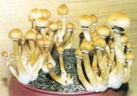 Mongia onddo magikoa Mongia onddo magikoa