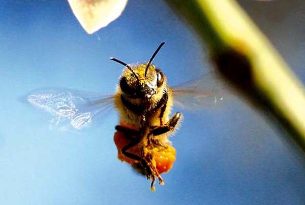 More Than Honey More Than Honey